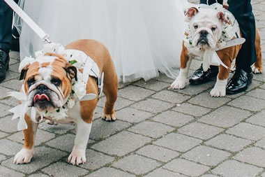 Dog Wedding Service