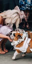 Bulldog Wedding Supervision
